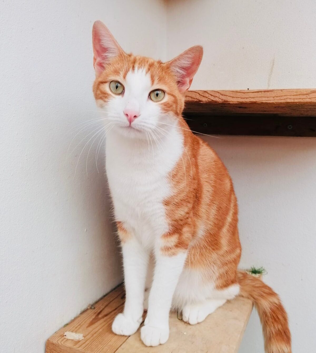 A light-brown and white cat.