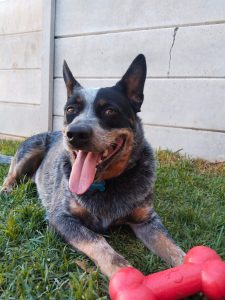 Fisherman’s beloved dog rescued from 3-metre manhole in Jeffreys Bay