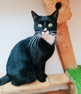 JBay Sanctuary seeks forever homes for four lovable cats