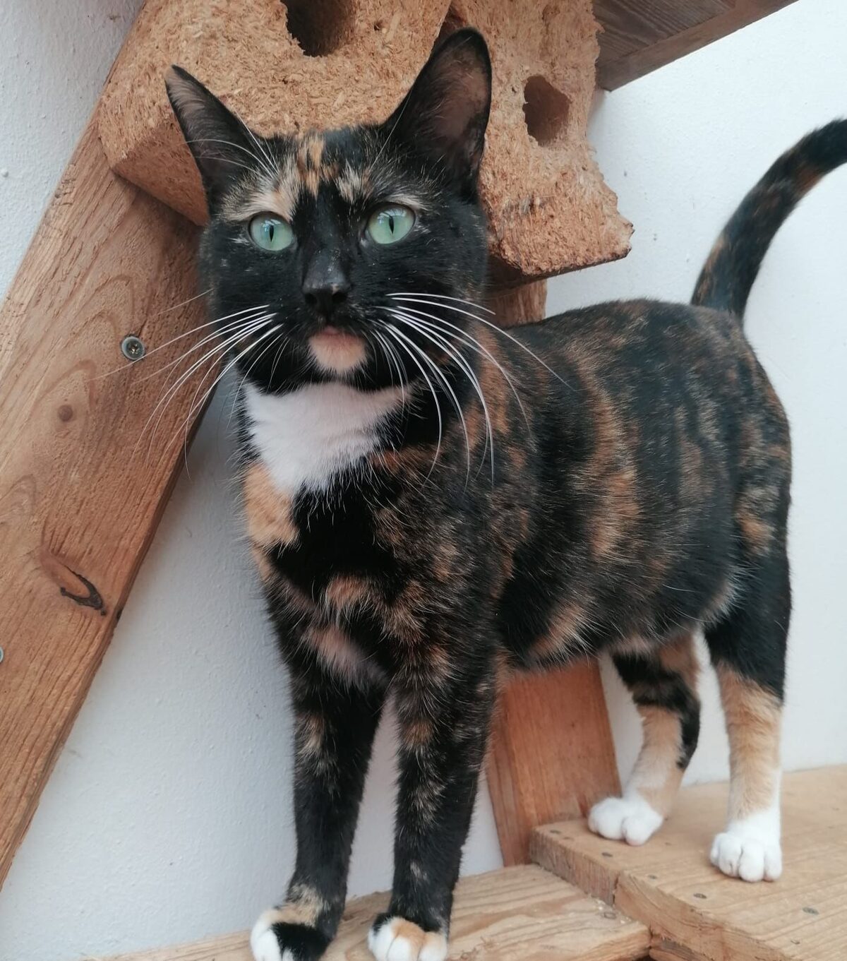 A black and brown cat.