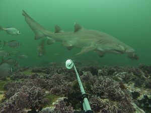 Tsitsikamma Marine Protected Area celebrated