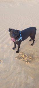 JBay dogs need loving homes