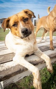 Homes sought for rescued dogs