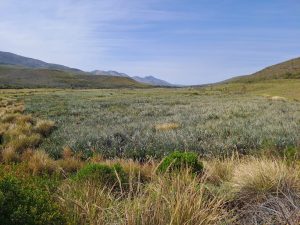 Collaborative Forum launches for Eastern Cape’s green future