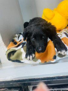 Four special dogs 
seeking forever homes