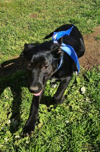 SPCA Assisi Humansdorp 
appeals for dog adoptions