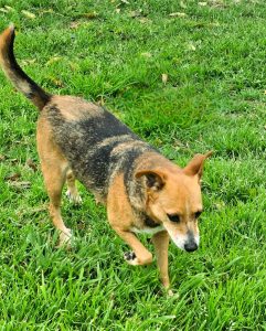 Beautiful dogs seeking forever families