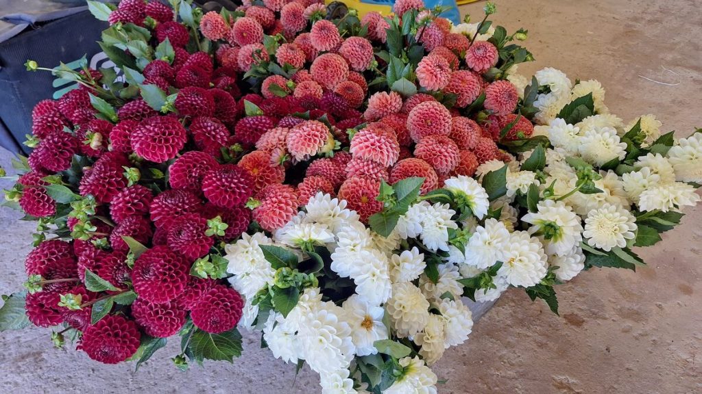 A colourful array of flowers.