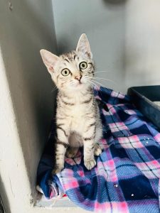 Adorable pets await their happily ever after