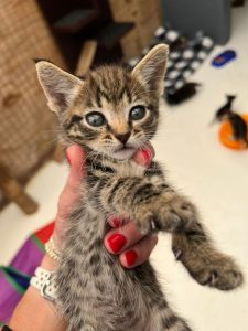 Four orphaned kittens need forever homes