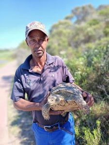 Tortoises rescued from illegal captivity relocated to St Francis Links