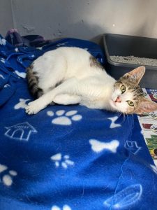 JBay Animal Sanctuary seeks forever homes for pets