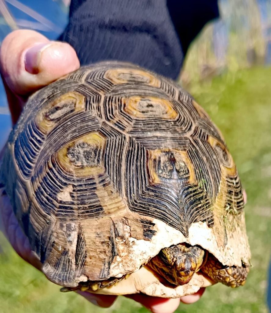A rescued tortoise.