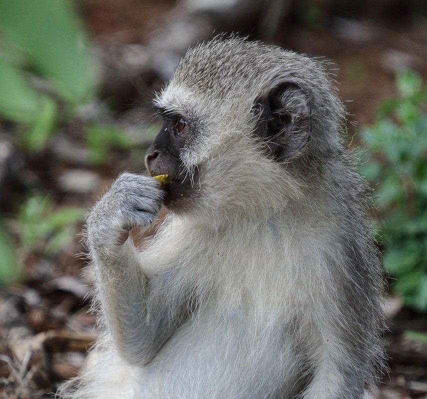 Vervet monkey in a forest.