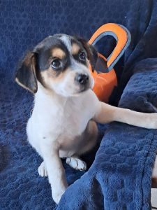 Four rescue puppies need loving homes