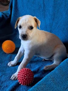 Puppies hope to spend first Christmas with loving family