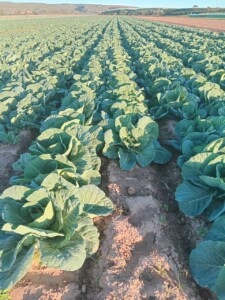 R385,000 incentive boosts production fortunes of Hankey cooperative