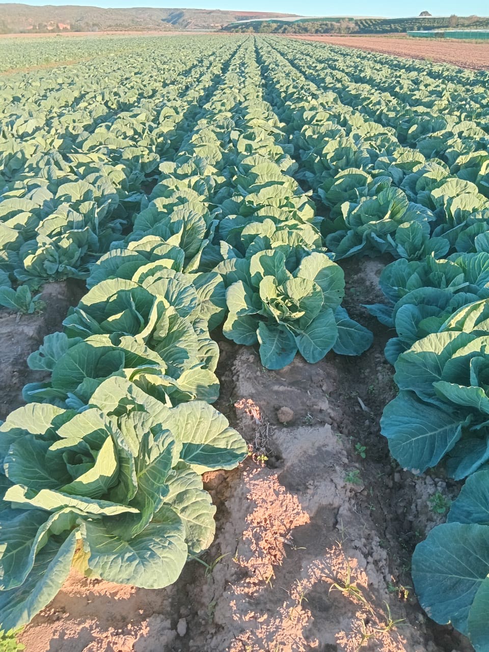 A large piece of land filled with a vegetable garden.