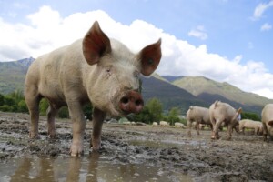New study to boost local pig farming sector