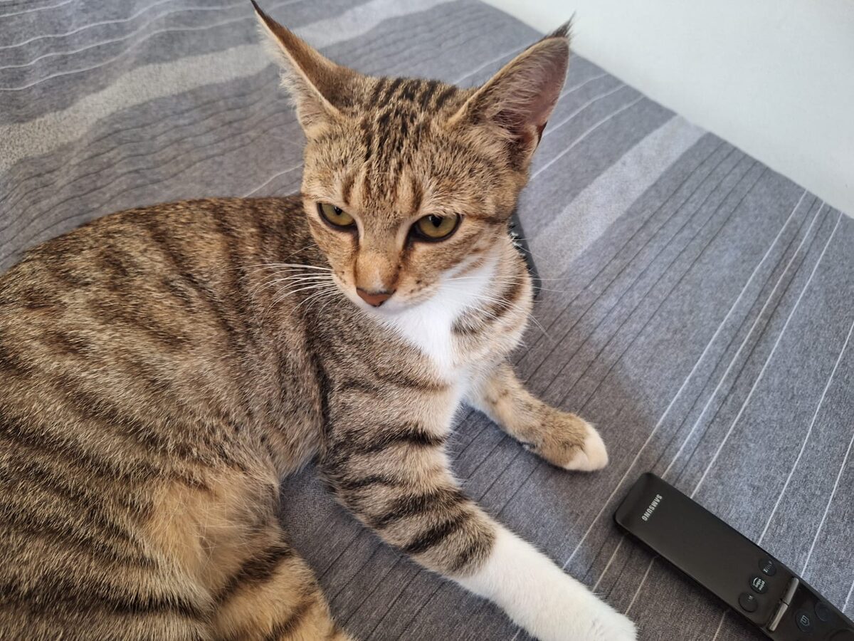 Happy ending for Jeffreys Bay’s long-waiting cats