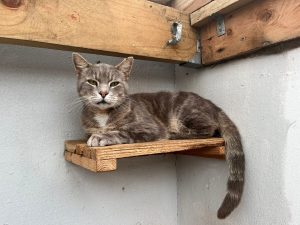 Rescue pets looking for forever homes