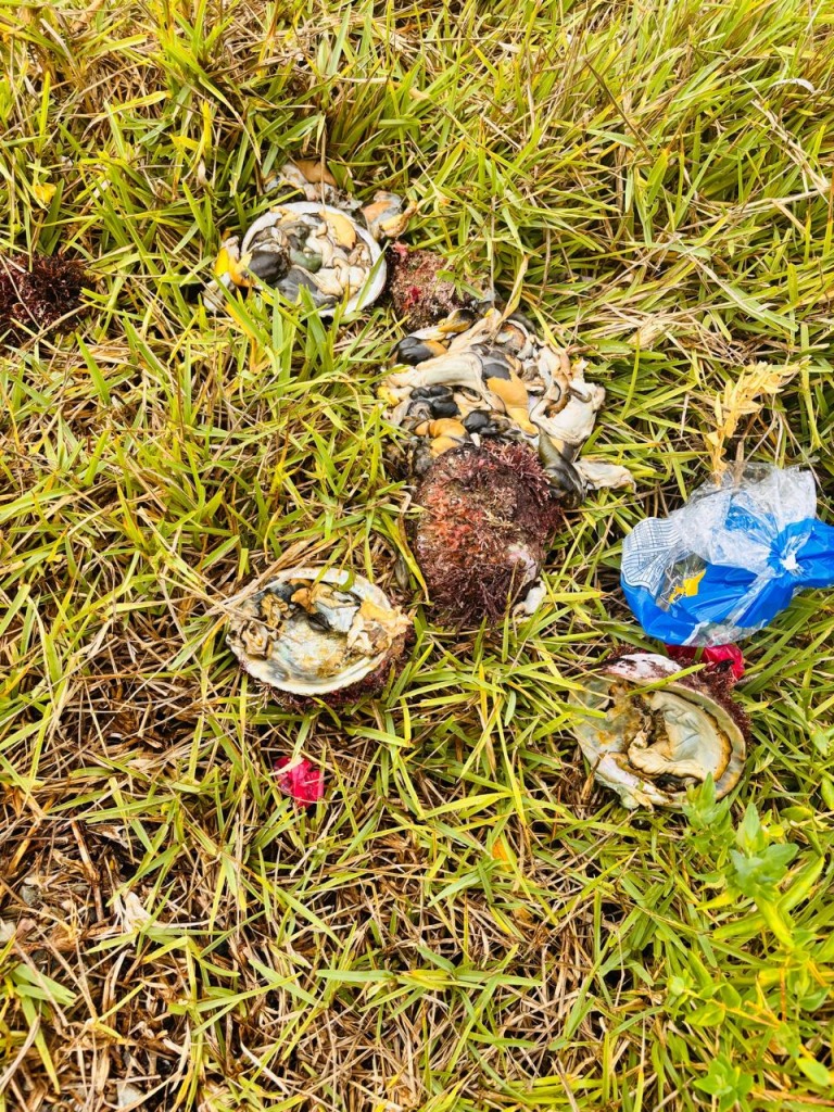 SANParks rangers display seized abalone units during anti-poaching operation in Tsitsikamma Marine Protected Area