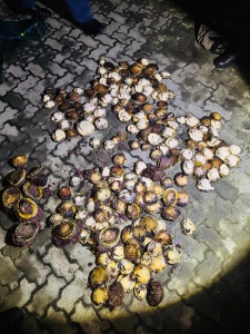 Abalone poaching disrupted along Tsitsikamma Marine Protected Area