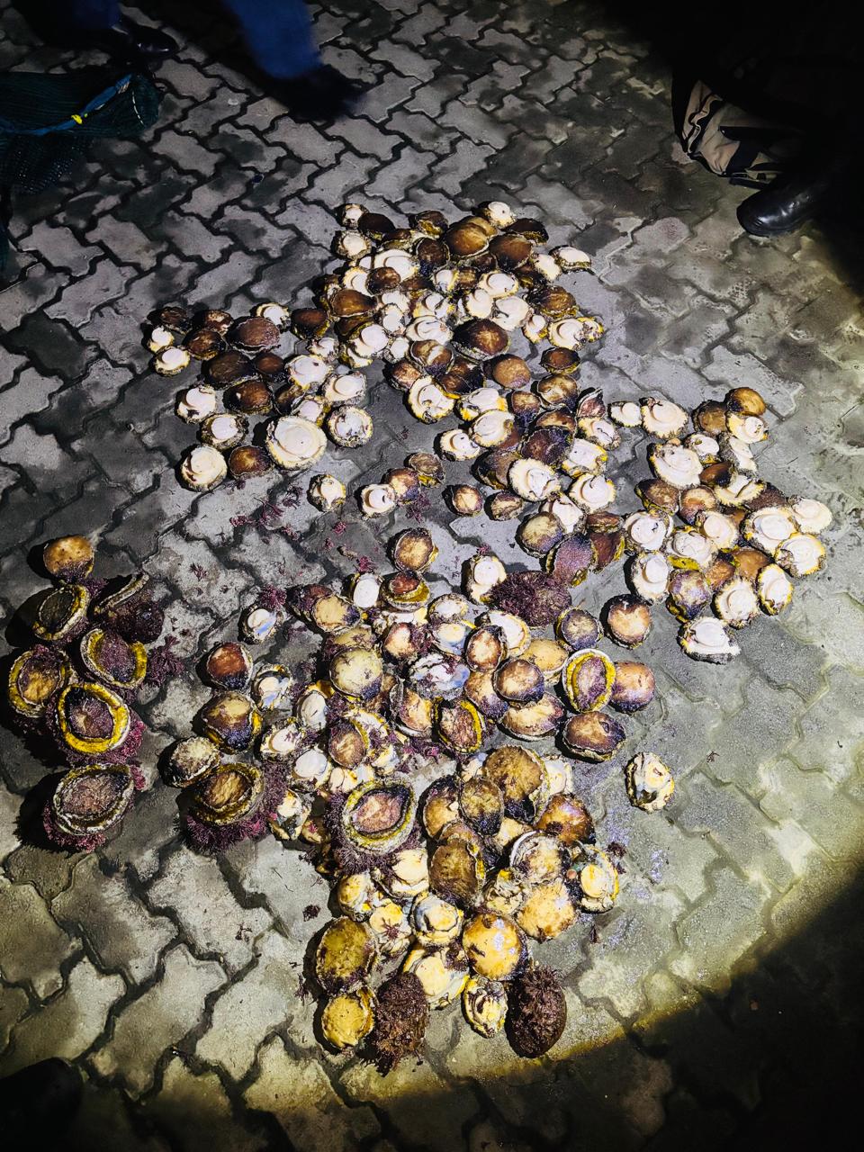 Abalone poaching disrupted along Tsitsikamma Marine Protected Area