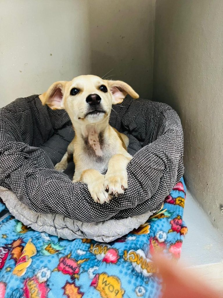 JBay Animal Rescue Sanctuary, which sterilises at least 80 animals every month in the Kouga region, is in Ocean View Township in Jeffreys Bay.