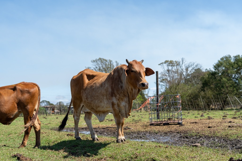 Cattle vaccination began across Kruisfontein on 11 February as part of ongoing efforts to contain Foot-and-Mouth Disease and prevent further spread.