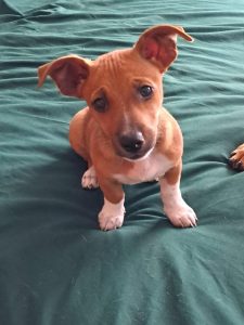 Adorable dogs seek new homes