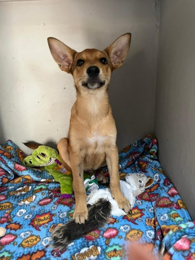 JBay Animal Rescue Sanctuary, which sterilises at least 80 animals every month in the Kouga region, is in Ocean View Township in Jeffreys Bay.