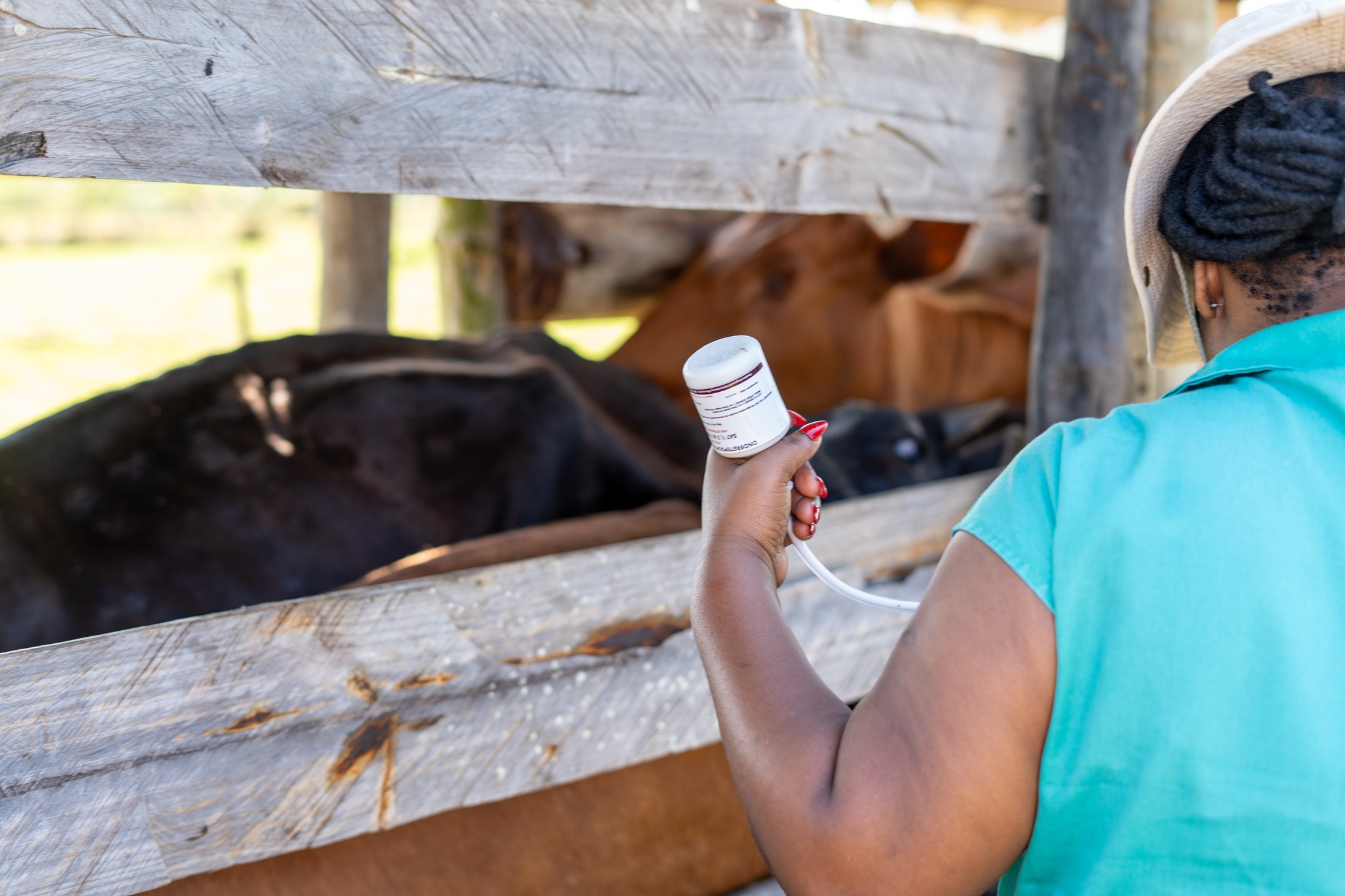 Cattle vaccination began across Kruisfontein on 11 February as part of ongoing efforts to contain Foot-and-Mouth Disease and prevent further spread.