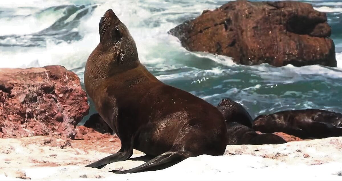 Rabies confirmed in seal found at Sardinia Bay, Gqeberha