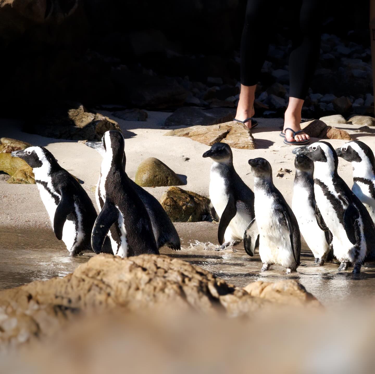 Penguins