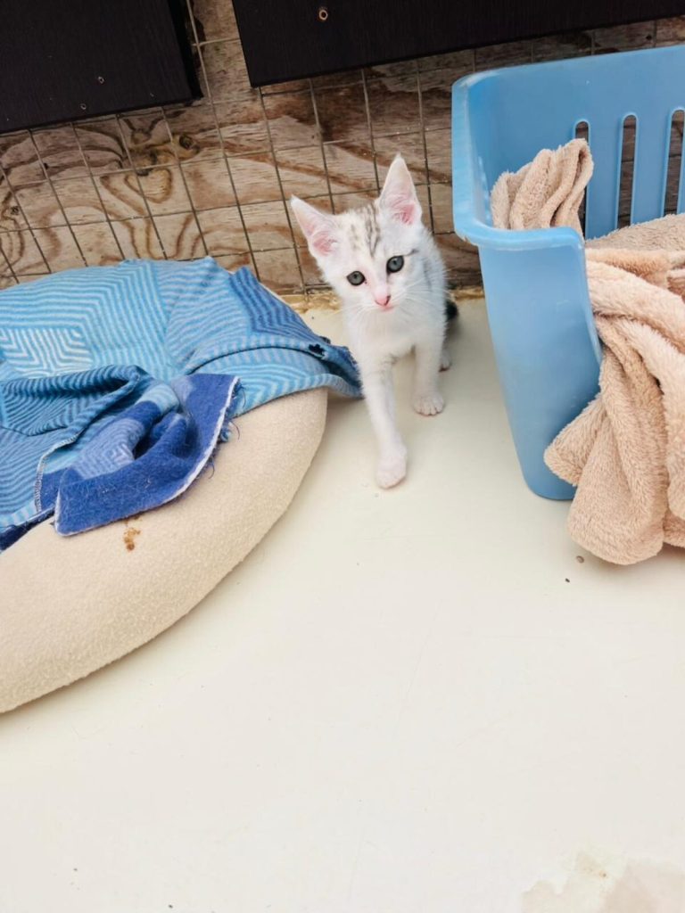JBay Animal Rescue Sanctuary, which sterilises at least 80 animals every month in the Kouga region, is in Ocean View Township in Jeffreys Bay.