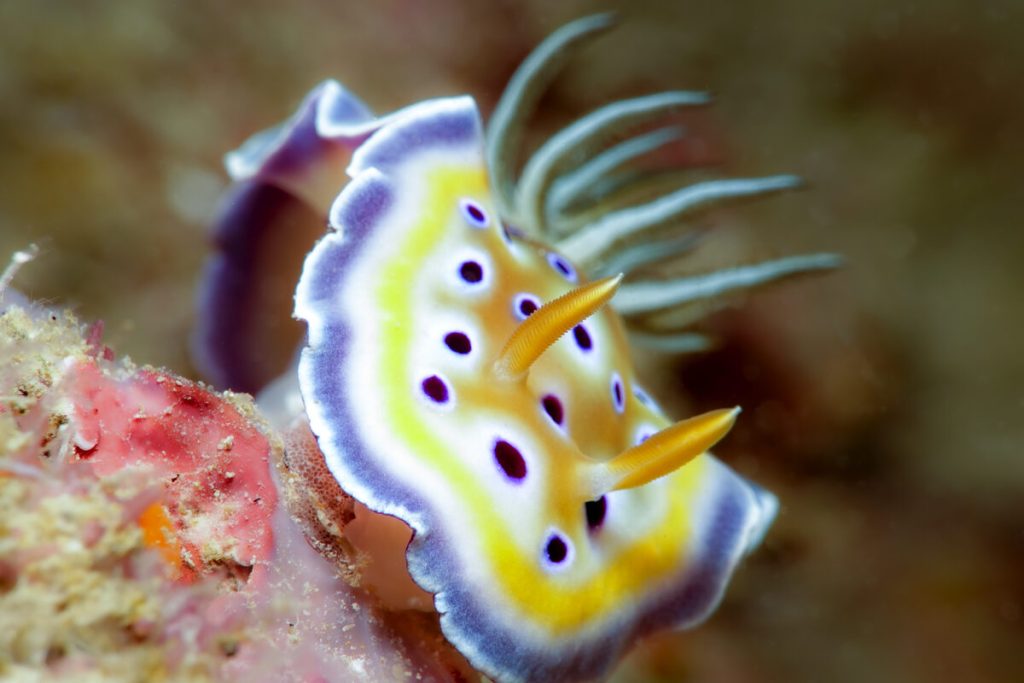 The Shell Museum in Jeffreys Bay will transform into an underwater