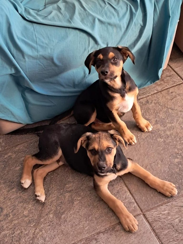 JBay Animal Rescue Sanctuary, which sterilises at least 80 animals every month in the Kouga region, is in Ocean View Township in Jeffreys Bay.