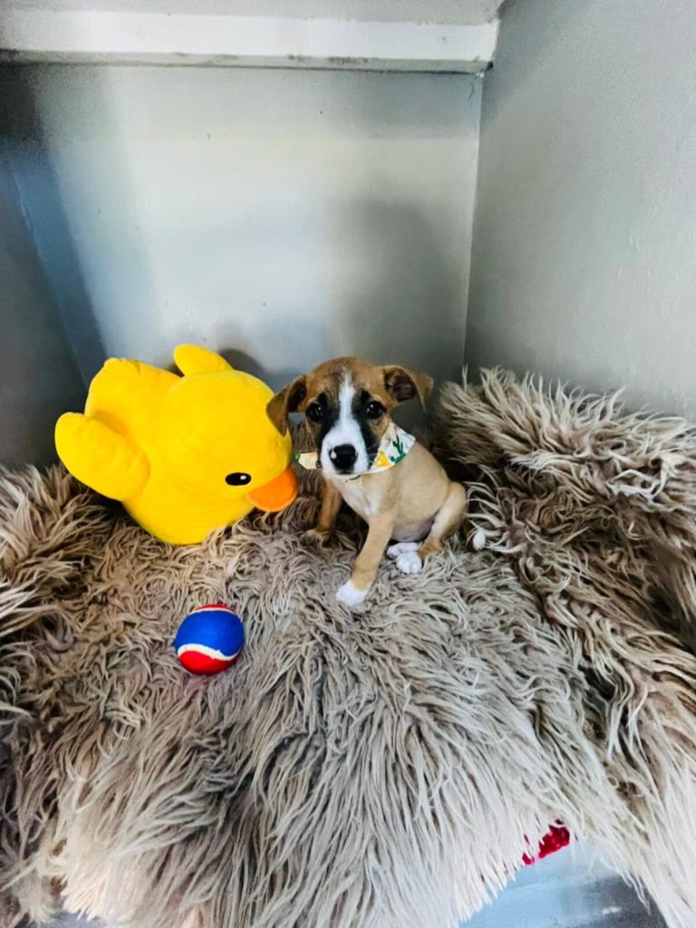 JBay Animal Rescue Sanctuary, which sterilises at least 80 animals every month in the Kouga region, is in Ocean View Township in Jeffreys Bay.