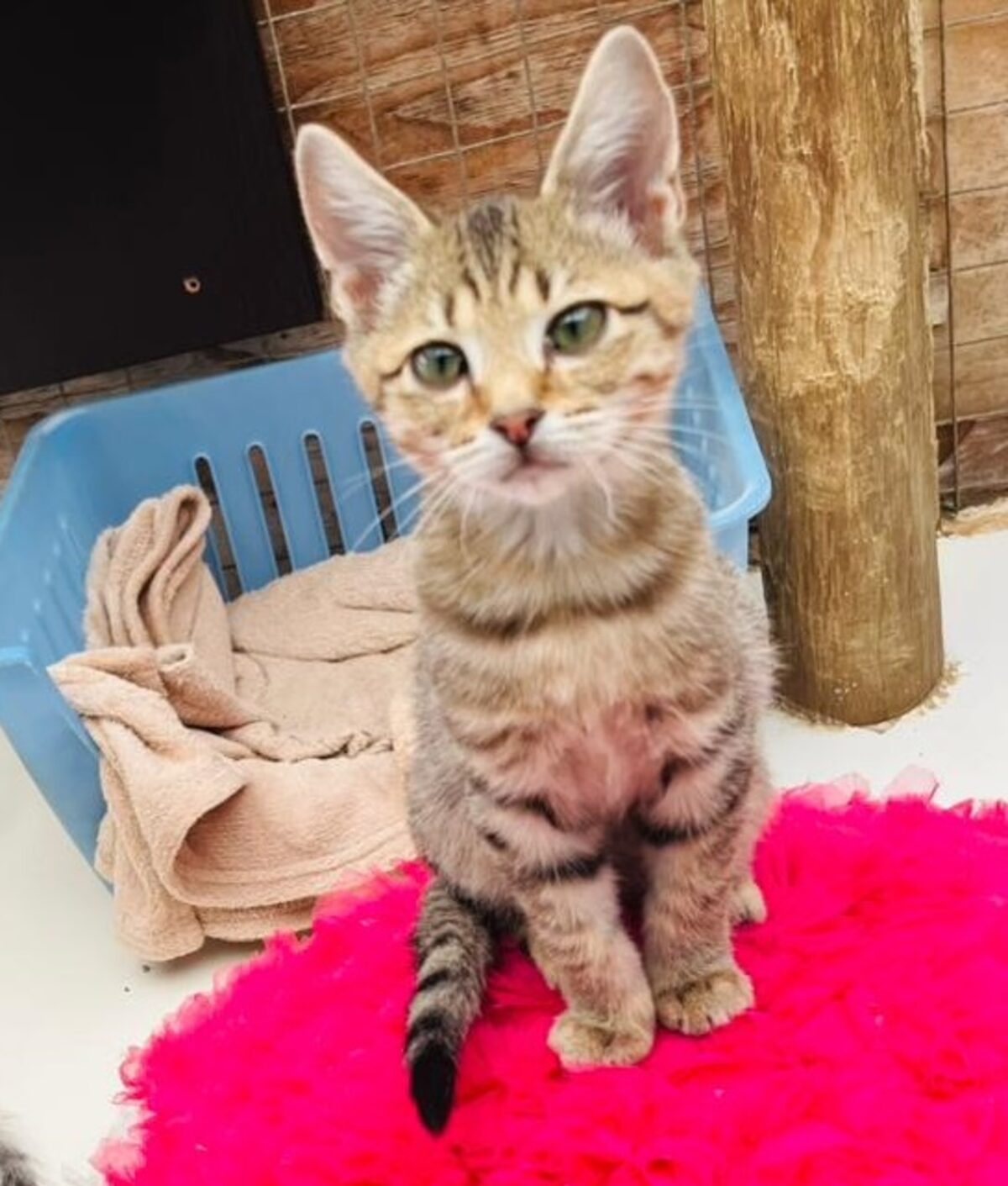 JBay Animal Rescue Sanctuary, which sterilises at least 80 animals every month in the Kouga region, is in Ocean View Township in Jeffreys Bay.