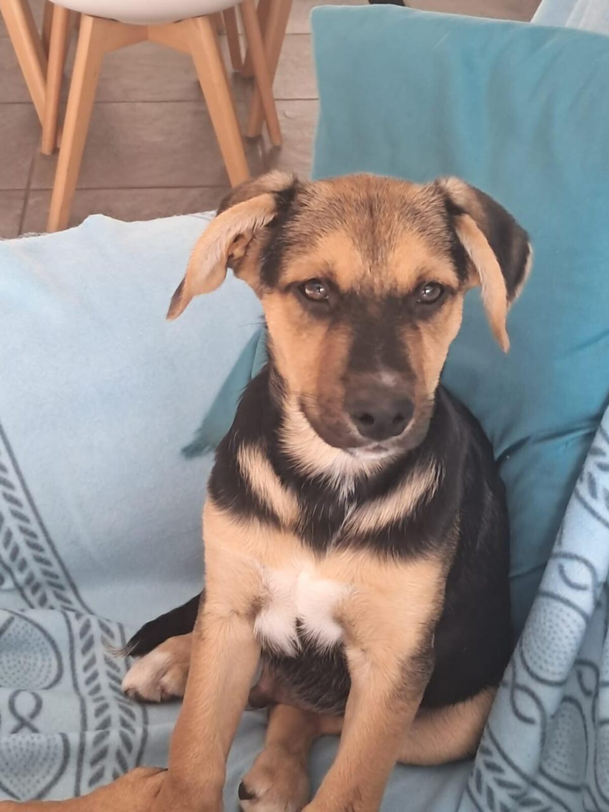 JBay Animal Rescue Sanctuary, which sterilises at least 80 animals every month in the Kouga region, is in Ocean View Township in Jeffreys Bay.