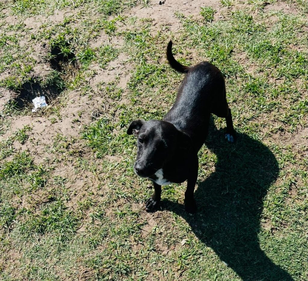 JBay Animal Rescue Sanctuary, which sterilises at least 80 animals every month in the Kouga region, is in Ocean View Township in Jeffreys Bay.