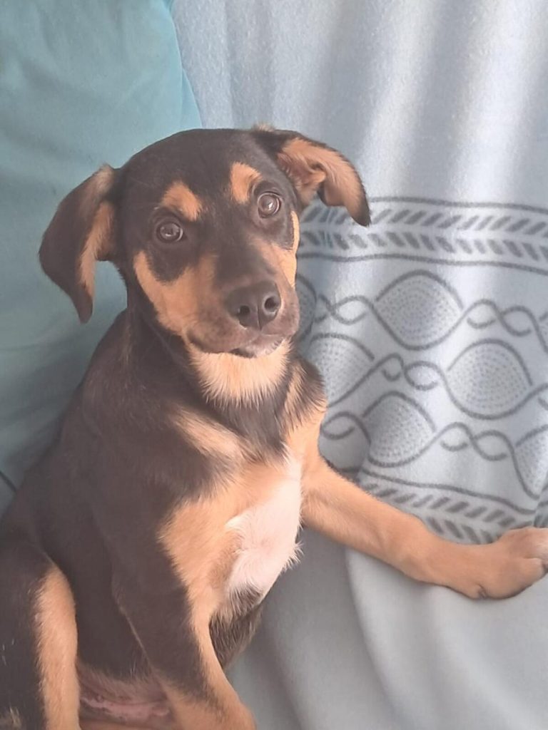 JBay Animal Rescue Sanctuary, which sterilises at least 80 animals every month in the Kouga region, is in Ocean View Township in Jeffreys Bay.