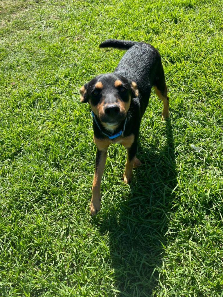 JBay Animal Rescue Sanctuary, which sterilises at least 80 animals every month in the Kouga region, is in Ocean View Township in Jeffreys Bay.