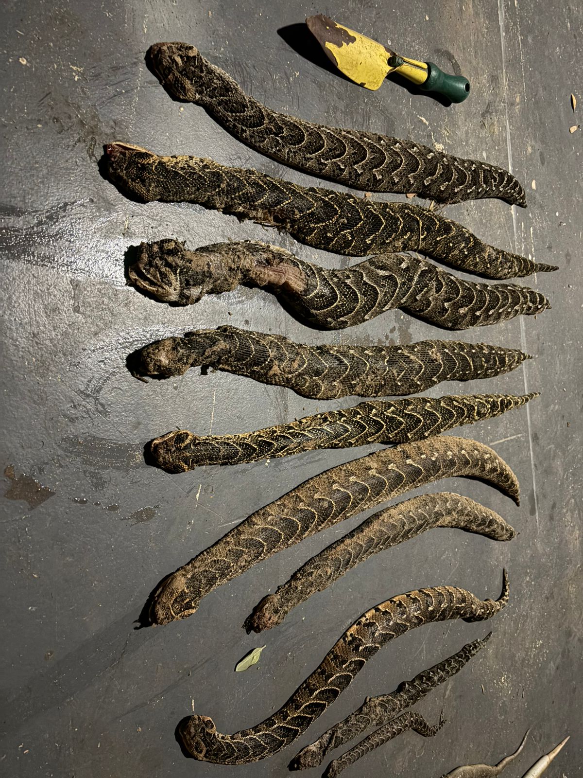 Experts have warned residents to avoid handling snakes washed ashore after recent Kouga floods left wildlife displaced and injured.