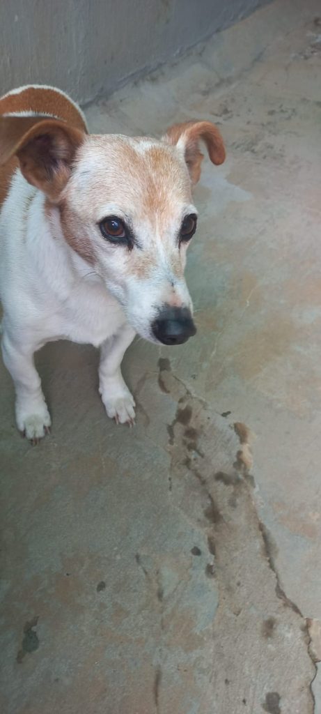 Humansdorp SPCA Assisi is calling on compassionate community members to volunteer and help care for vulnerable animals across the Kouga region.