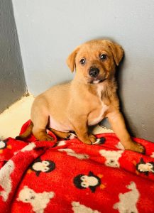 JBay Animal Rescue Sanctuary has dogs and kittens for adoption