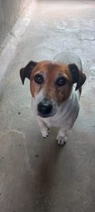 Volunteers needed to help at Humansdorp SPCA Assisi