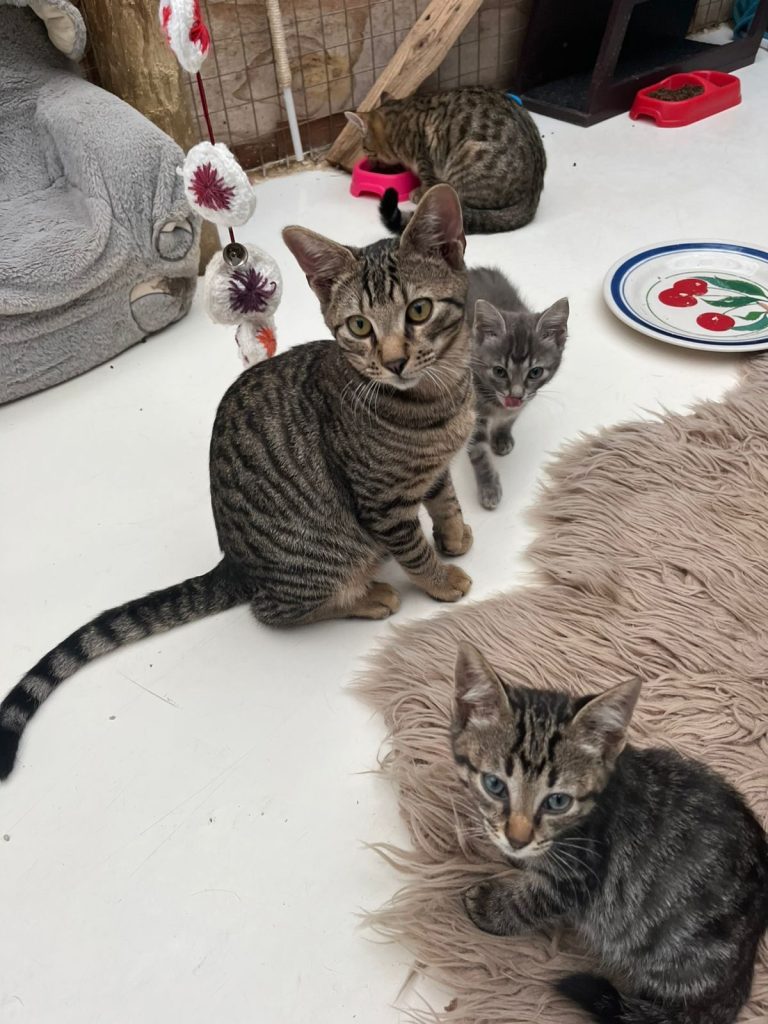 Stacey, Buddy, and four kittens available for adoption at JBay Animal Rescue Sanctuary in Jeffreys Bay.