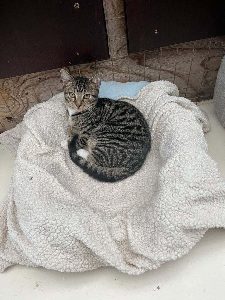 Stacey, Buddy, and four kittens available for adoption at JBay Animal Rescue Sanctuary in Jeffreys Bay.